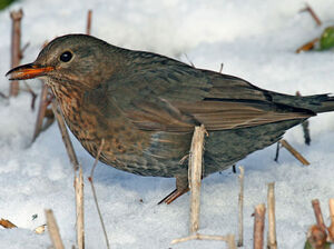 Common Blackbird