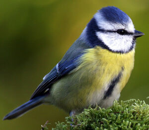 Mésange bleue