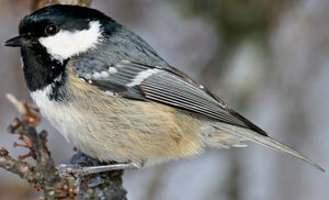Coal Tit 
&copy; Yves Thonnerieux