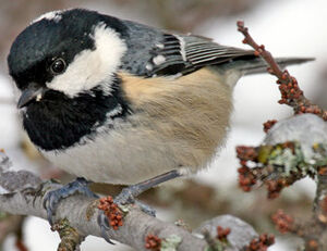 Coal Tit 
&copy; Yves Thonnerieux