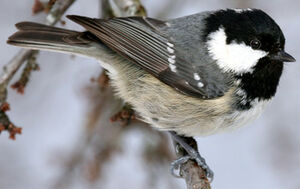 Coal Tit 
&copy; Yves Thonnerieux