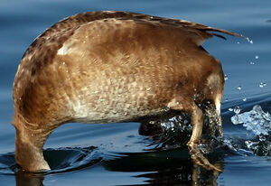 Red-crested Pochard 
&copy; Yves Thonnerieux