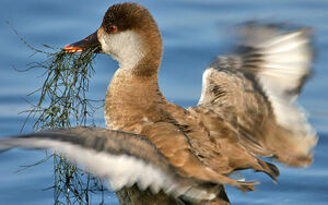Red-crested Pochard 
&copy; Yves Thonnerieux