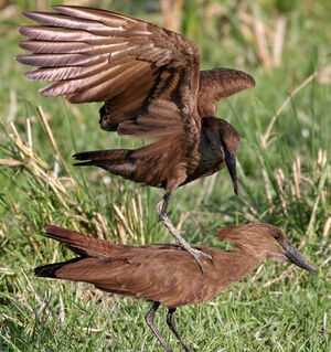 Hamerkop