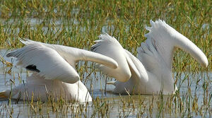 Great White Pelican