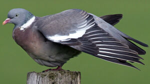 Pigeon ramier 
&copy; Yves Thonnerieux