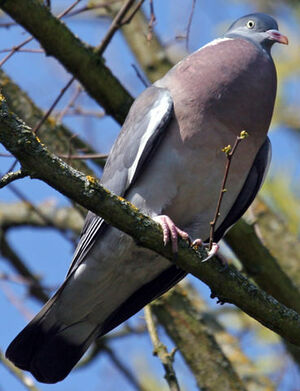 Pigeon ramier 
&copy; Yves Thonnerieux