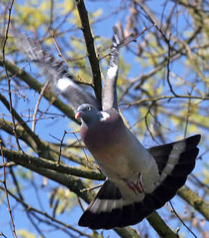 Pigeon ramier 
&copy; Yves Thonnerieux