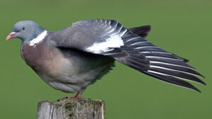 Pigeon ramier 
&copy; Yves Thonnerieux