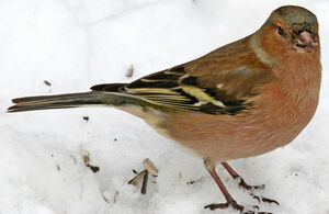 Common Chaffinch