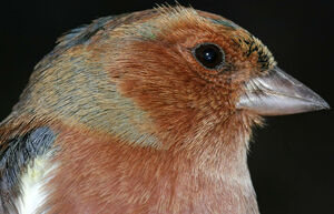 Common Chaffinch