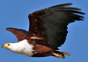 African Fish Eagle