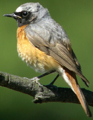 Common Redstart