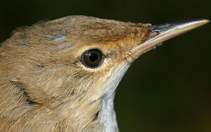 Eurasian Reed Warbler 
&copy; Yves Thonnerieux