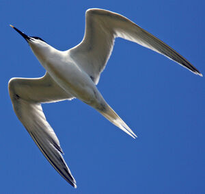 Sandwich Tern 
&copy; Yves Thonnerieux