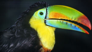 Toucan � car�ne