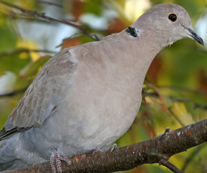 Eurasian Collared Dove 
&copy; Yves Thonnerieux