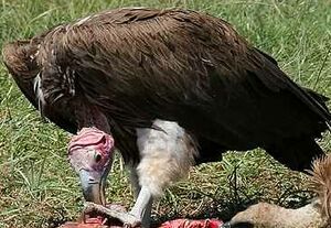 Lappet-faced Vulture