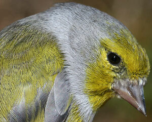 Citril Finch 
&copy; Yves Thonnerieux