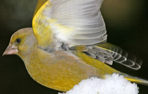 European Greenfinch