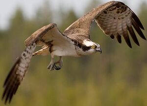 Western Osprey 
&copy; Yvon Toupin