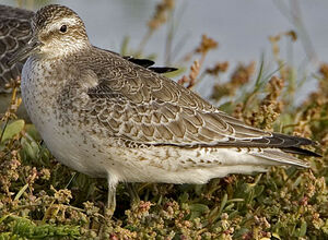 Red Knot