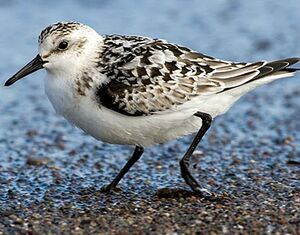 Bécasseau sanderling