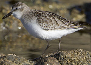 Semipalmated Sandpiper