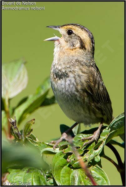 Nelson's Sparrow male, song
