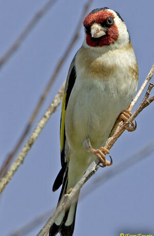 Chardonneret élégant © Yvon Toupin Chardonneret élégant