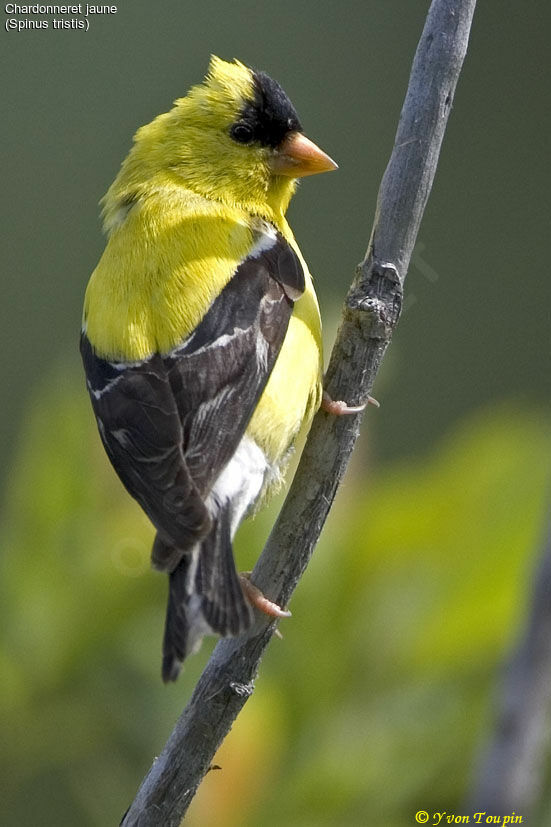 Chardonneret jaune, identification