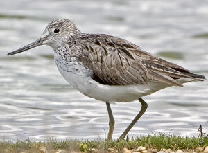 Common Greenshank 
&copy; Yvon Toupin