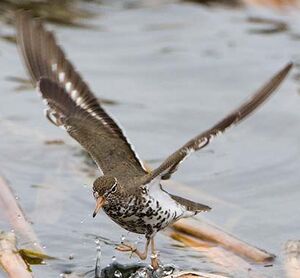 Spotted Sandpiper