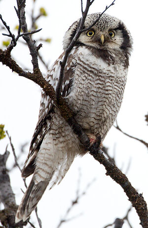 Northern Hawk-Owl
