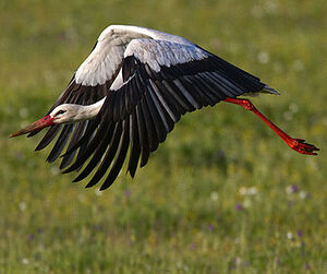 Cigogne blanche