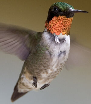 Colibri � gorge rubis