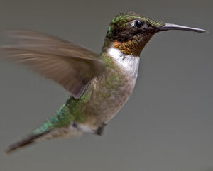 Colibri � gorge rubis