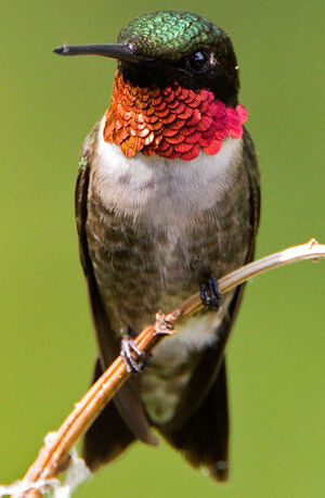 Colibri � gorge rubis