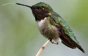 Colibri � gorge rubis