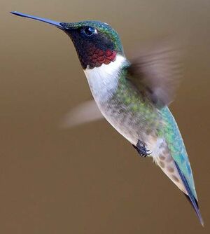 Colibri � gorge rubis