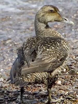 Common Eider 
&copy; Yvon Toupin