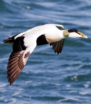 Common Eider 
&copy; Yvon Toupin