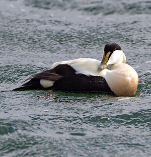 Common Eider 
&copy; Yvon Toupin