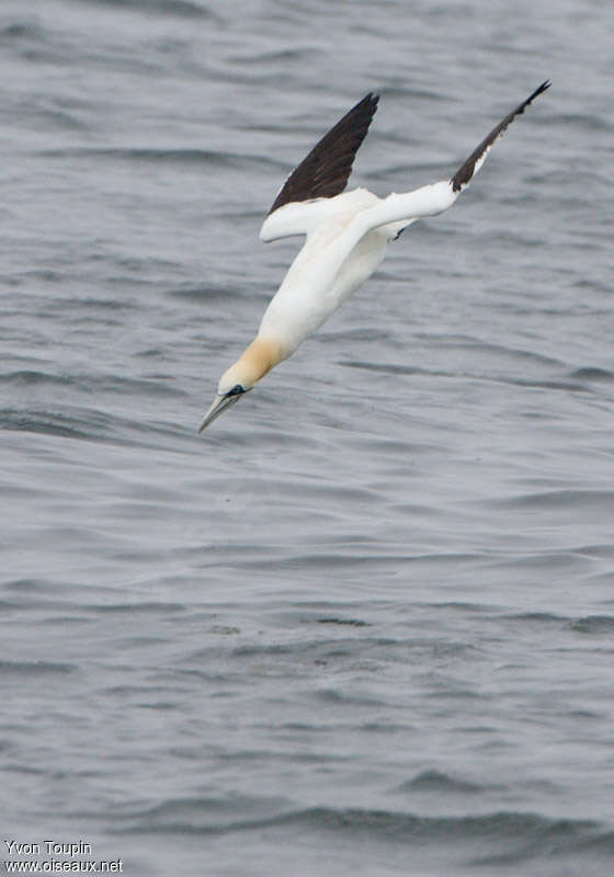 Fou de Bassanadulte, pêche/chasse