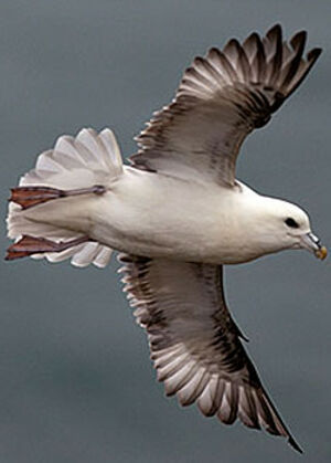 Northern Fulmar