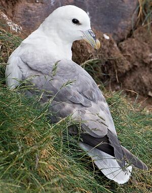 Northern Fulmar 
&copy; Yvon Toupin