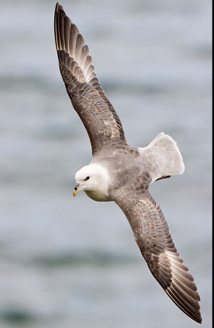 Northern Fulmar 
&copy; Yvon Toupin