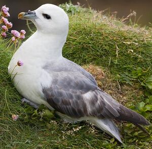 Northern Fulmar 
&copy; Yvon Toupin