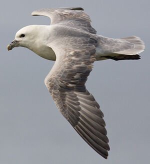 Northern Fulmar 
&copy; Yvon Toupin