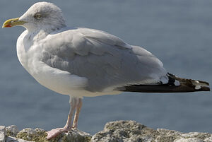European Herring Gull
